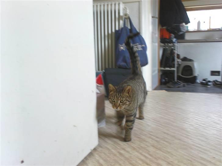 Huskat Tigger billede 5