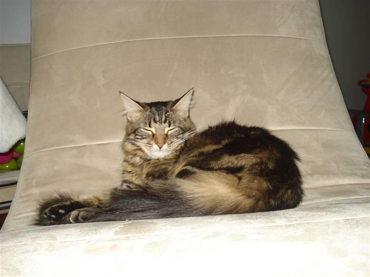 Maine Coon Cirkeline billede 1