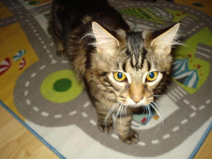 Maine Coon Cirkeline billede 4