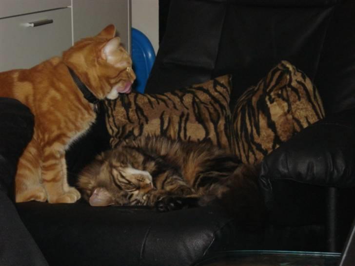 Maine Coon Cirkeline billede 5