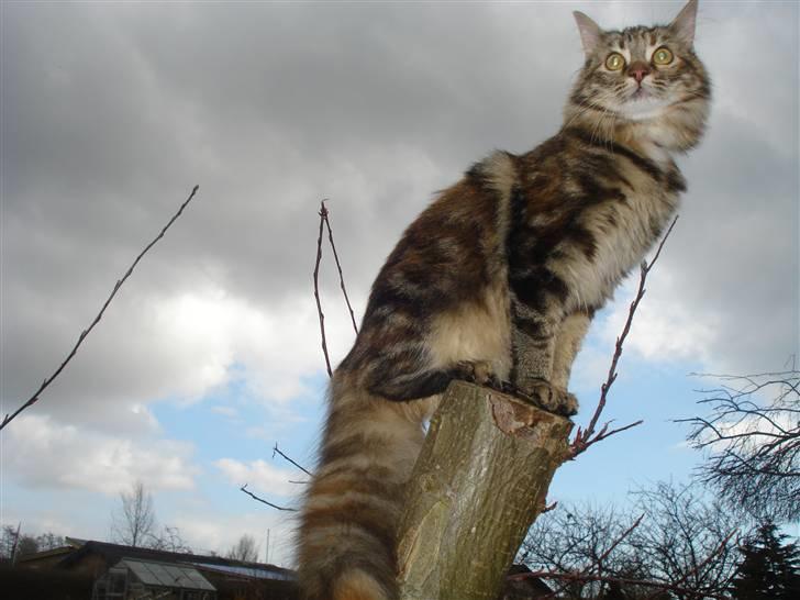 Norsk Skovkat Minie billede 2