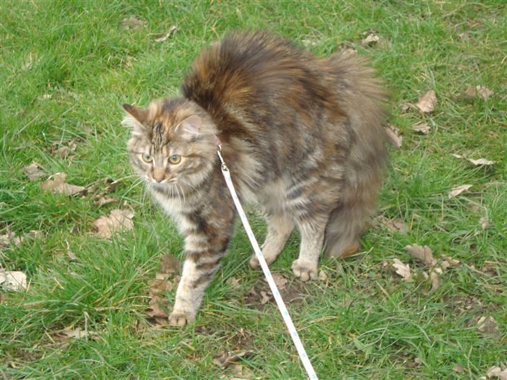 Norsk Skovkat Minie billede 16