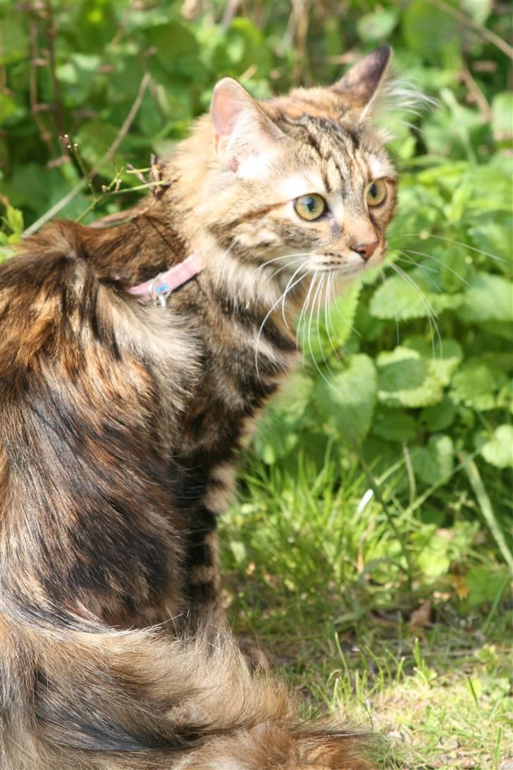 Norsk Skovkat Minie billede 1