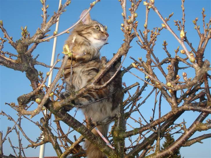 Norsk Skovkat Minie billede 8