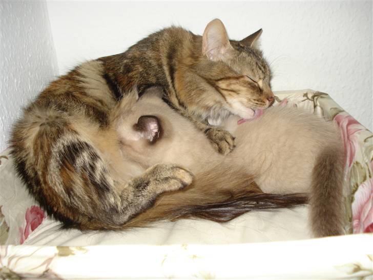 Norsk Skovkat Minie billede 18