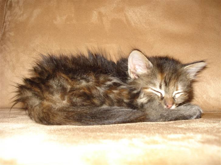 Norsk Skovkat Minie billede 3