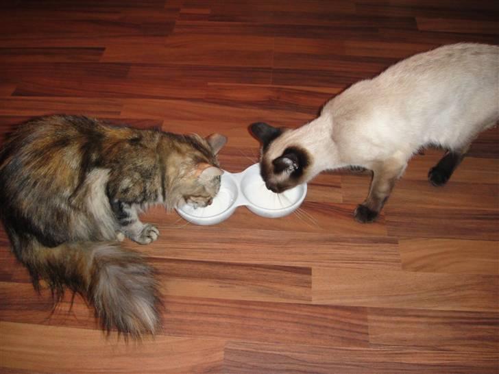 Norsk Skovkat Minie billede 12