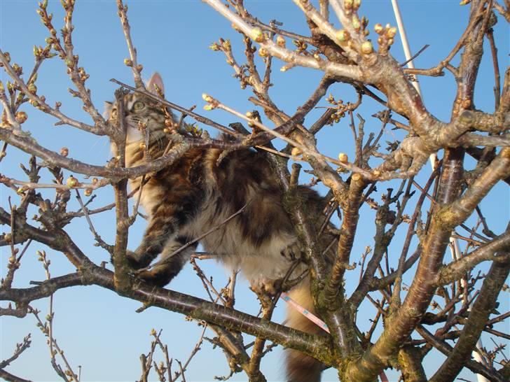 Norsk Skovkat Minie billede 17