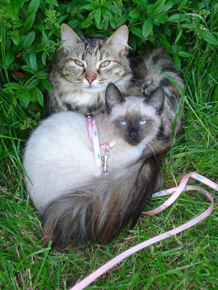 Norsk Skovkat Minie billede 9