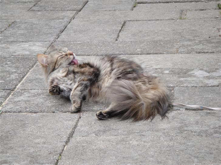 Norsk Skovkat Minie billede 19