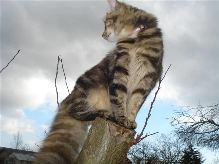 Norsk Skovkat Minie billede 11