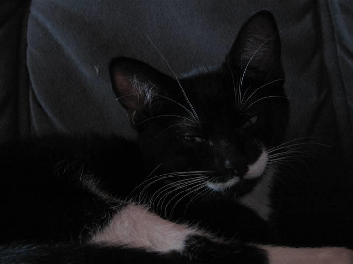 Blanding af racer R.I.P Missy / Mississippi billede 1