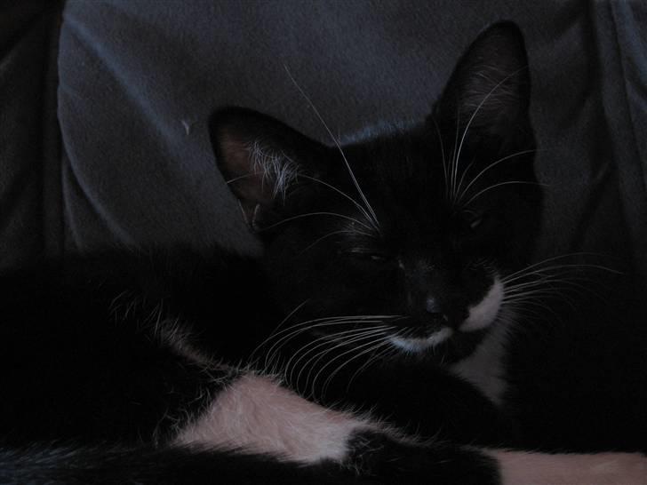 Blanding af racer R.I.P Missy / Mississippi billede 2