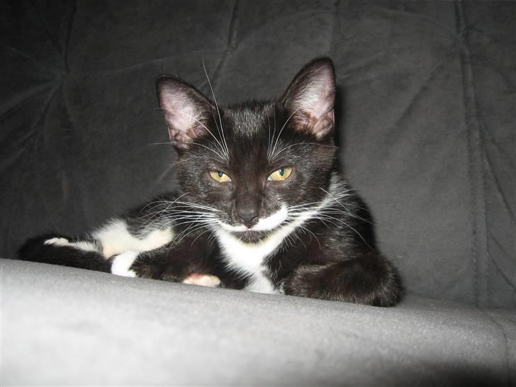 Blanding af racer R.I.P Missy / Mississippi billede 3