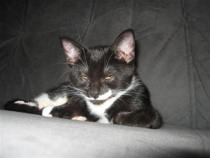 Blanding af racer R.I.P Missy / Mississippi billede 4