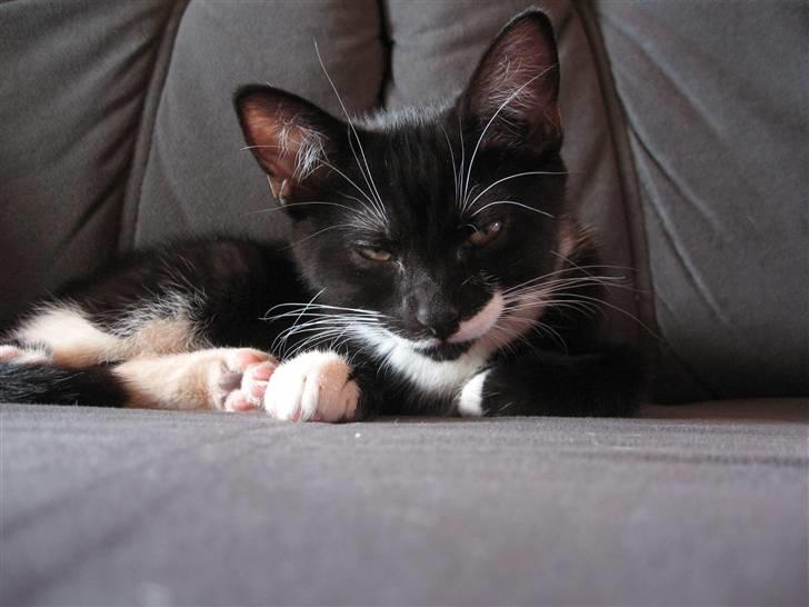 Blanding af racer R.I.P Missy / Mississippi billede 5