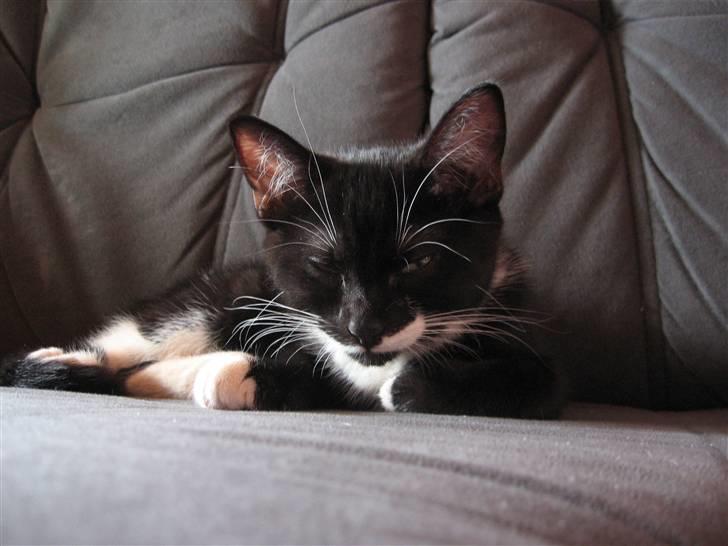 Blanding af racer R.I.P Missy / Mississippi billede 6