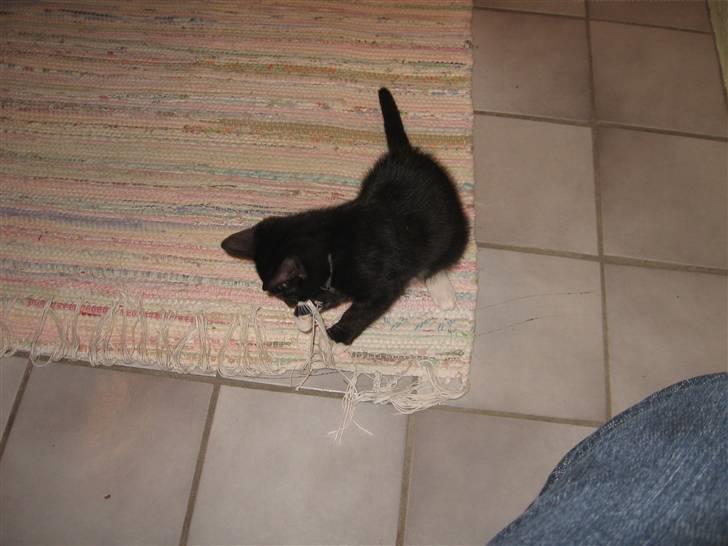 Blanding af racer R.I.P Missy / Mississippi billede 7