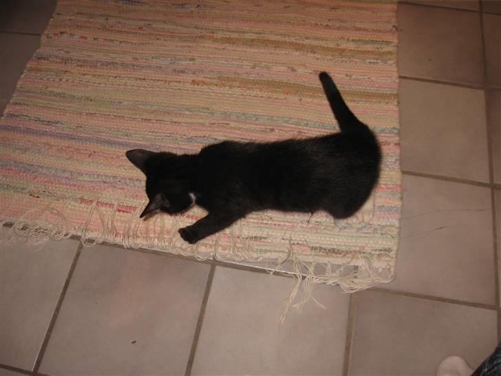 Blanding af racer R.I.P Missy / Mississippi billede 8