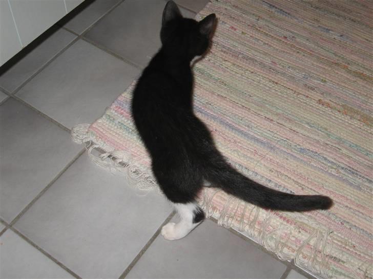 Blanding af racer R.I.P Missy / Mississippi billede 9