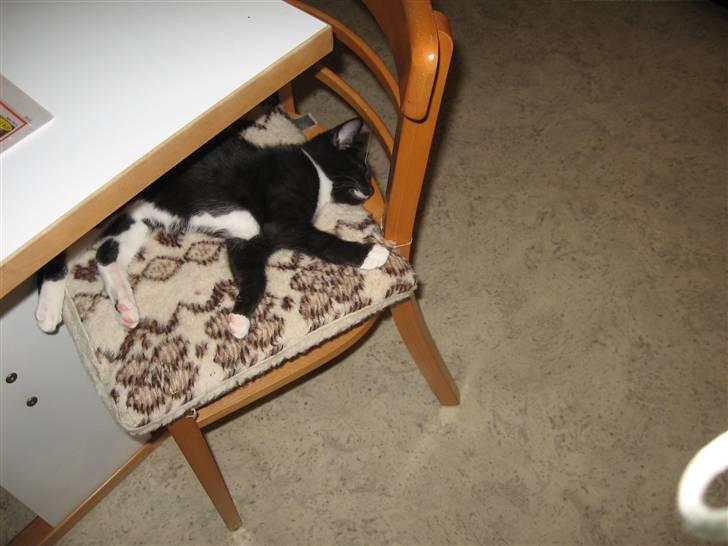 Blanding af racer R.I.P Missy / Mississippi billede 10