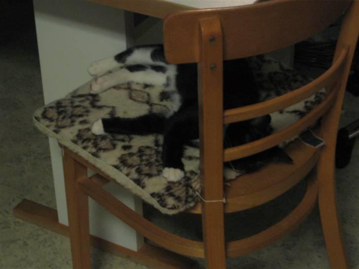 Blanding af racer R.I.P Missy / Mississippi billede 11