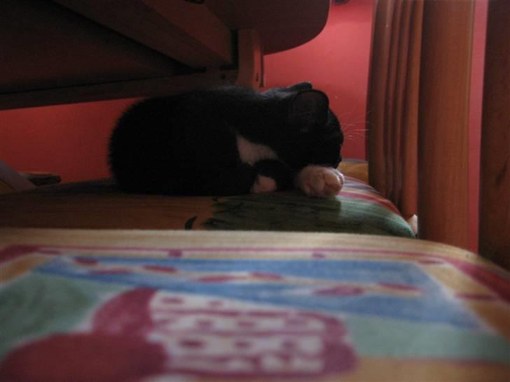 Blanding af racer R.I.P Missy / Mississippi billede 12