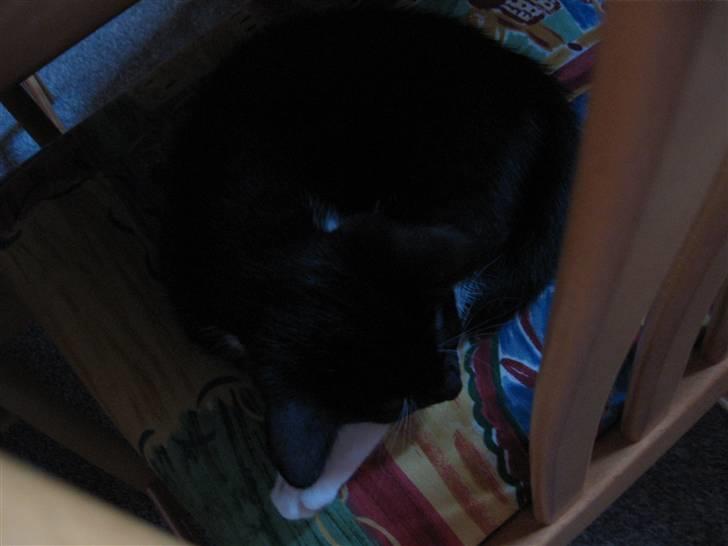 Blanding af racer R.I.P Missy / Mississippi billede 13