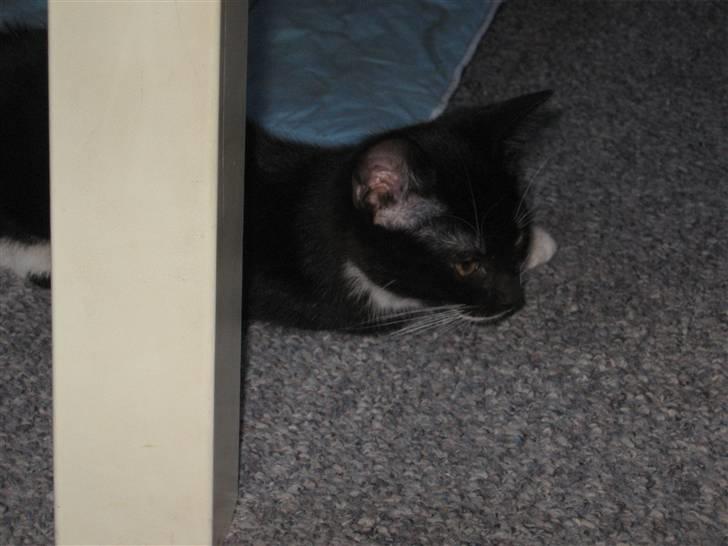 Blanding af racer R.I.P Missy / Mississippi billede 14