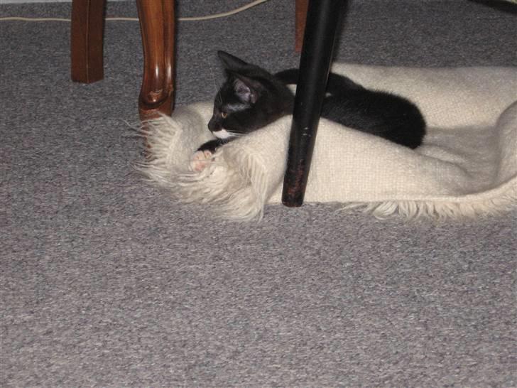 Blanding af racer R.I.P Missy / Mississippi billede 15