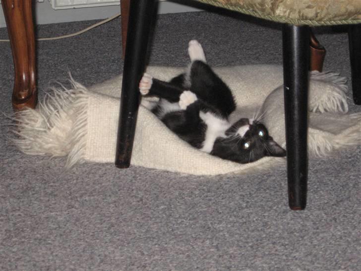 Blanding af racer R.I.P Missy / Mississippi billede 16