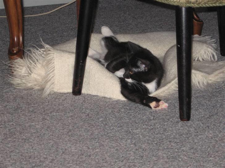 Blanding af racer R.I.P Missy / Mississippi billede 17