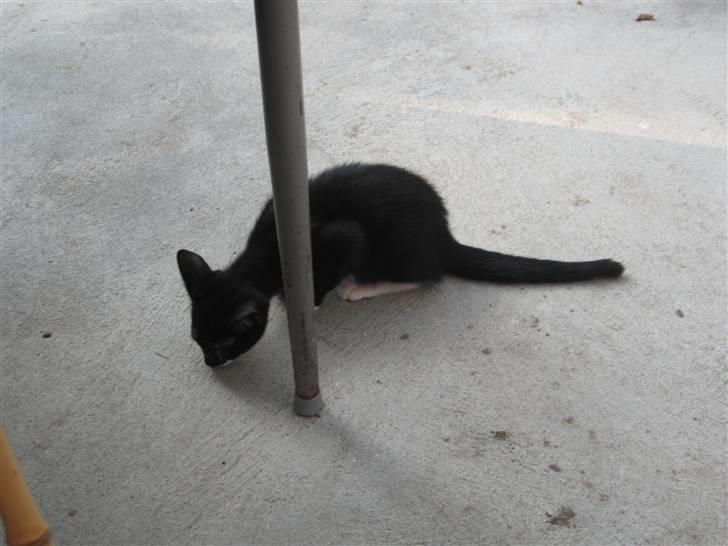 Blanding af racer R.I.P Missy / Mississippi billede 18