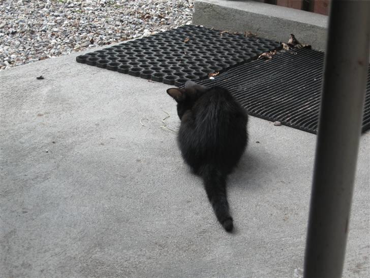 Blanding af racer R.I.P Missy / Mississippi billede 19