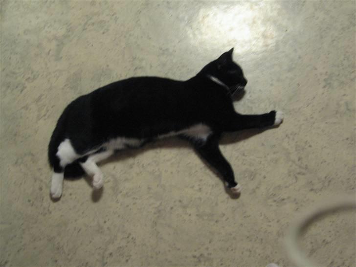 Blanding af racer R.I.P Missy / Mississippi billede 20