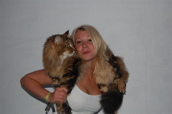 Maine Coon OLIVER. R.I.P billede 16