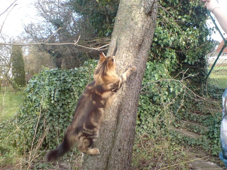 Maine Coon OLIVER. R.I.P billede 17