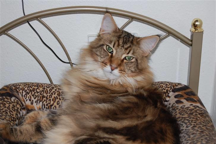 Maine Coon OLIVER. R.I.P billede 18