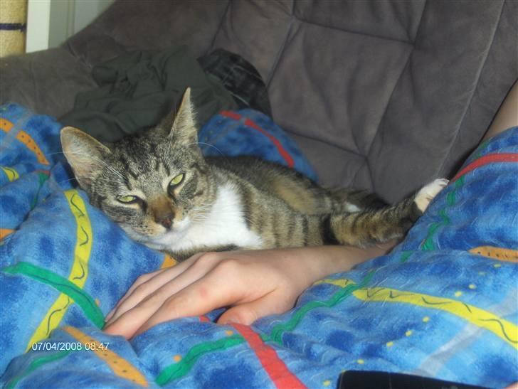 Blanding af racer Speedy billede 16