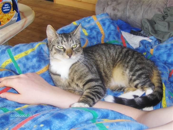 Blanding af racer Speedy billede 17