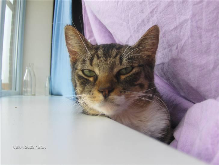 Blanding af racer Speedy billede 18