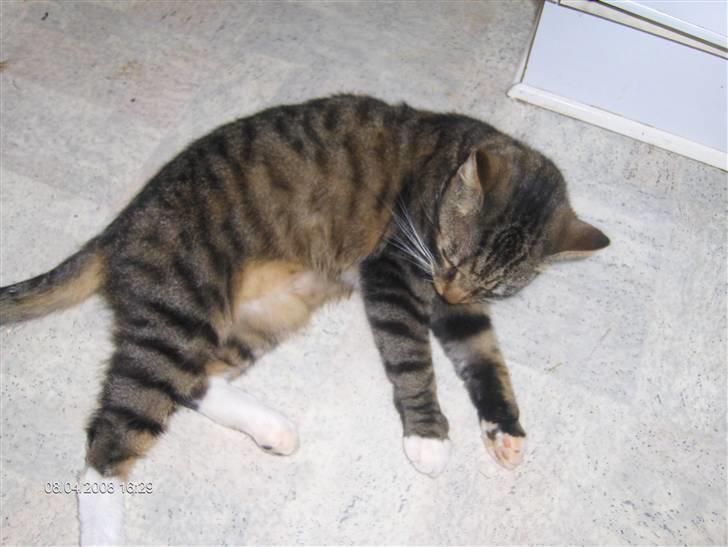 Blanding af racer Speedy billede 19