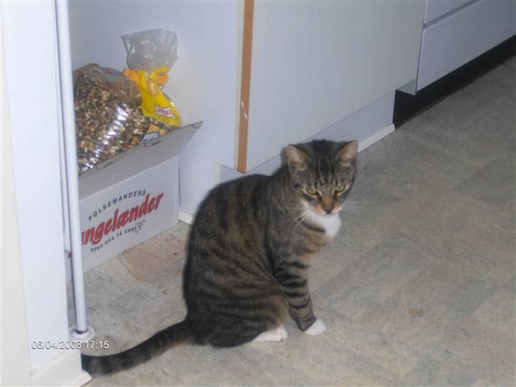 Blanding af racer Speedy billede 20