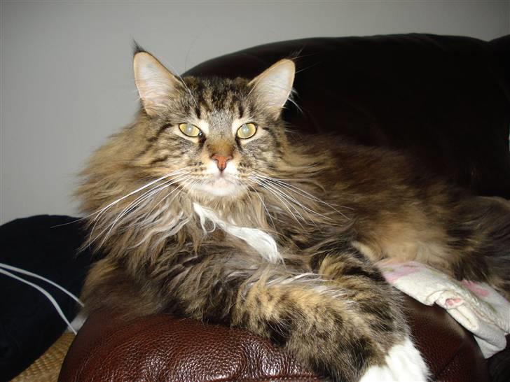 Maine Coon Bette mis billede 10