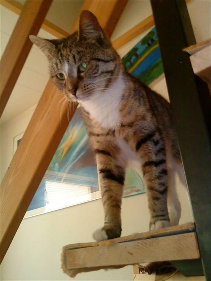 Blanding af racer Mimi billede 1