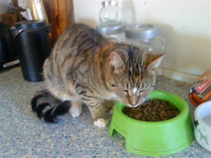 Blanding af racer Mimi billede 2