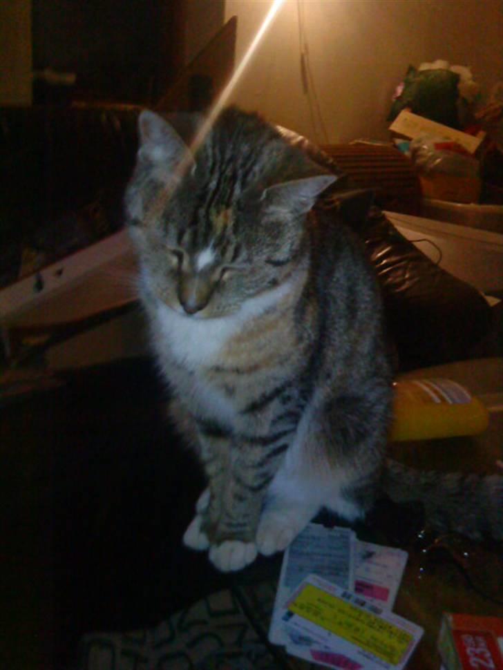 Blanding af racer Mimi billede 3