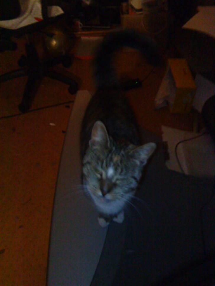 Blanding af racer Mimi billede 4