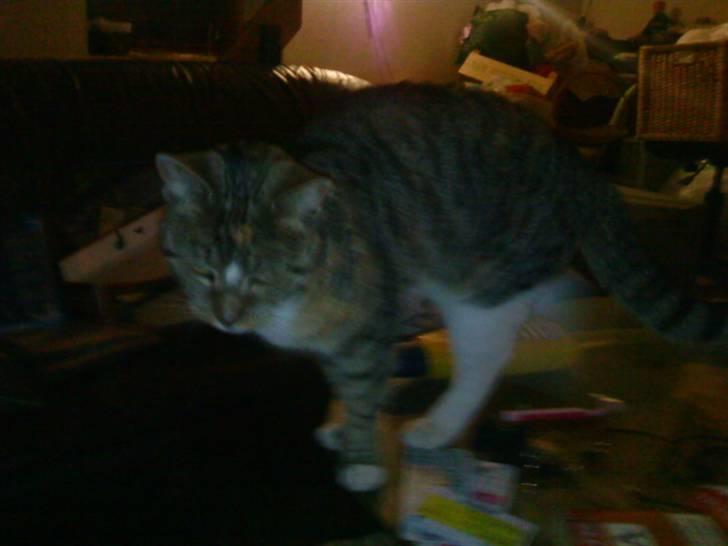 Blanding af racer Mimi billede 5