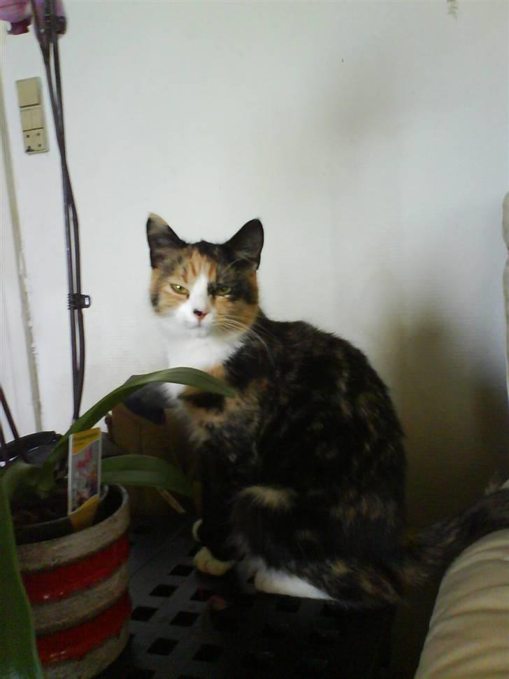 Blanding af racer berta billede 1